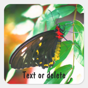 Black Butterfly Nature Personlig Fyrkantigt Klistermärke