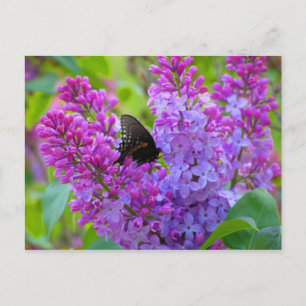 Black Butterfly på Lilac-vykort Vykort