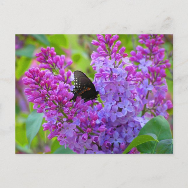 Black Butterfly på Lilac-vykort Vykort (Framsida)