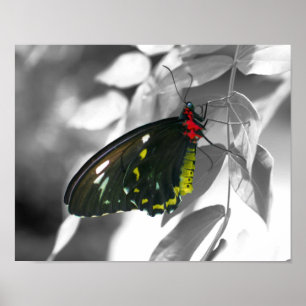 Black Butterfly Partial Färg Nature Poster