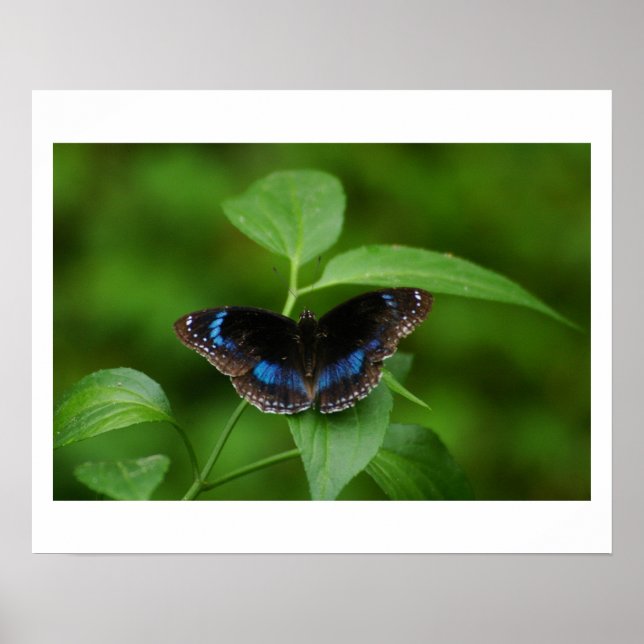 Black Butterfly Poster (Framsidan)