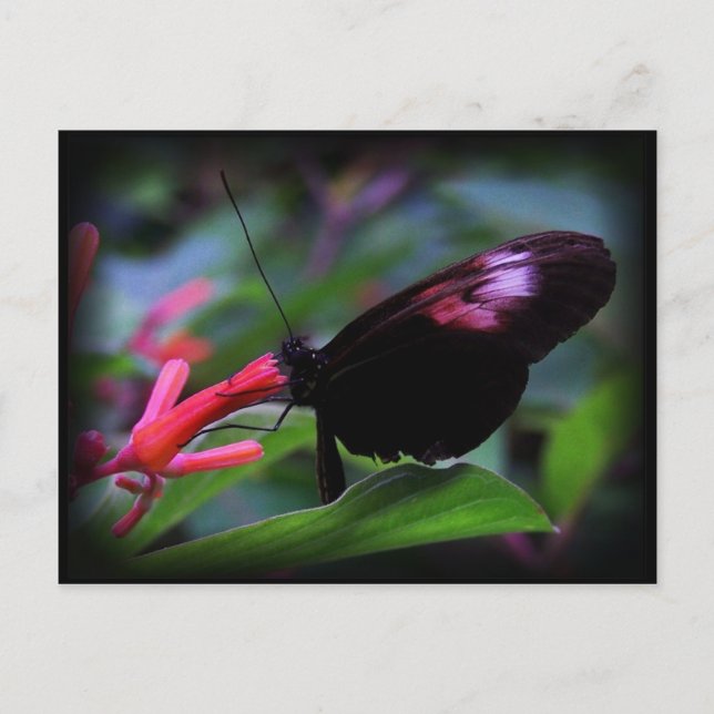 Black Butterfly Vykort (Framsida)