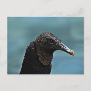 Black Buzzard Vykort