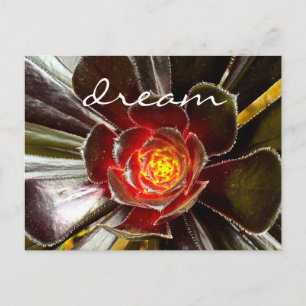 Black Cactus Succulent Photography Dream Script Vykort