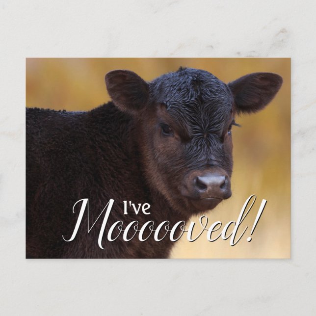 Black Calf-Flytta Meddelande Vykort (Framsida)