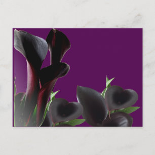 Black Calla Lily Flowers Vykort