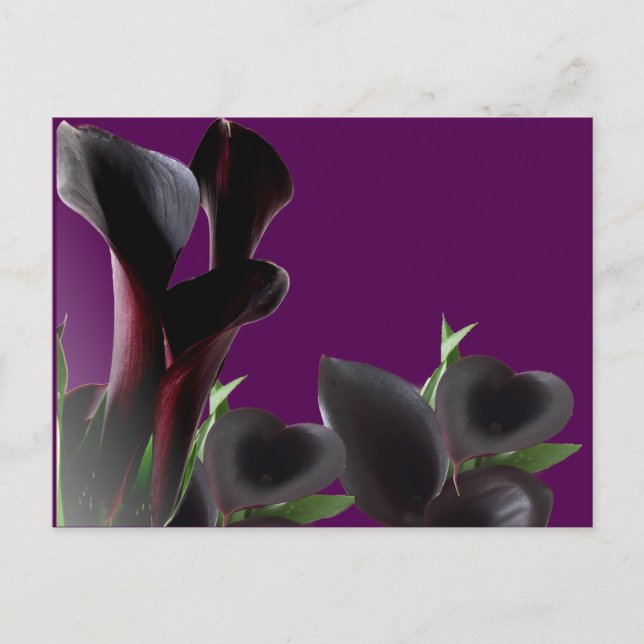 Black Calla Lily Flowers Vykort (Framsida)