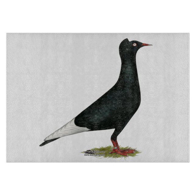 Black Cap Pigeon (Framsidan)
