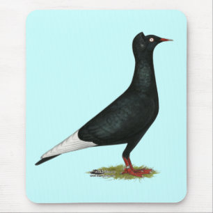 Black Cap Pigeon Musmatta