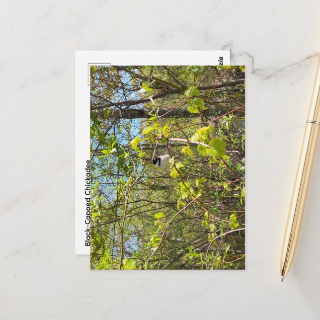 Black-Capped Chickadee Postcard Vykort (Fram/Back In Situ)