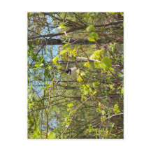 Black-Capped Chickadee Postcard