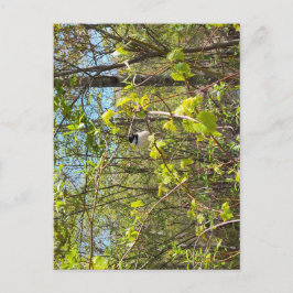 Black-Capped Chickadee Postcard Vykort