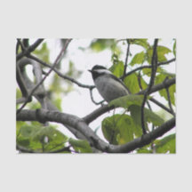 Black Caps Chickadee
