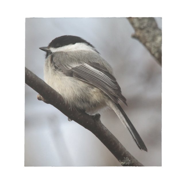 Black Caps Chickadee Anteckningsblock (Framsida)