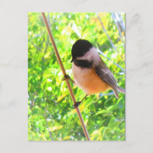 Black Caps Chickadee Cute Cheerful Songbird Vykort