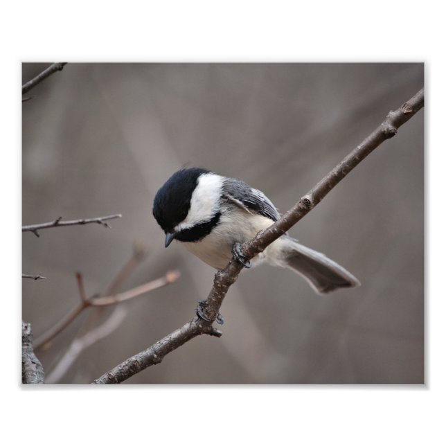 Black Caps Chickadee Fototryck (Framsidan)