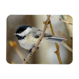 Black Caps Chickadee Magnet