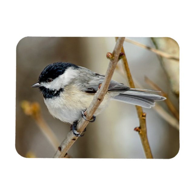 Black Caps Chickadee Magnet (Horisontell)