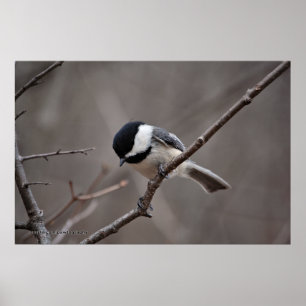 Black Caps Chickadee Poster