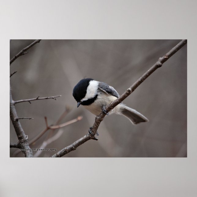 Black Caps Chickadee Poster (Framsidan)