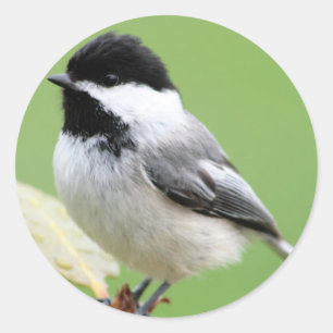 Black Caps Chickadee Runt Klistermärke