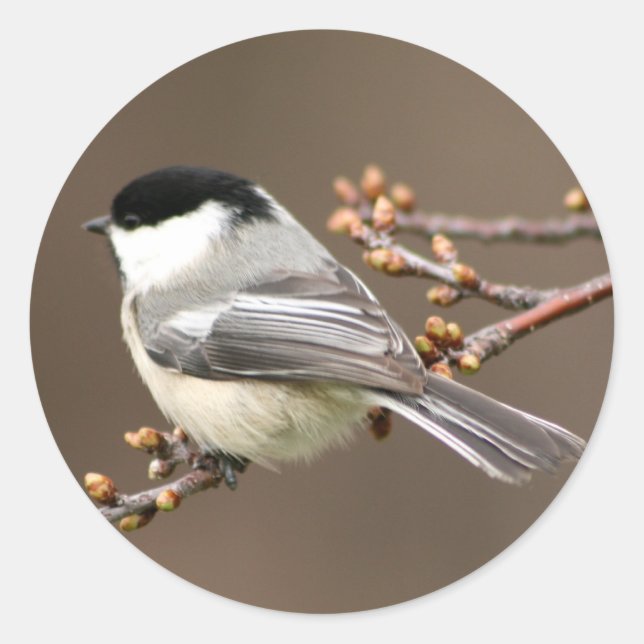 Black Caps Chickadee Runt Klistermärke (Framsida)