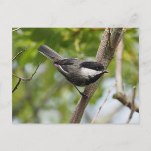 Black Caps Chickadee Vykort