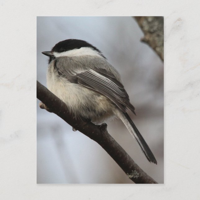 Black Caps Chickadee Vykort (Framsida)