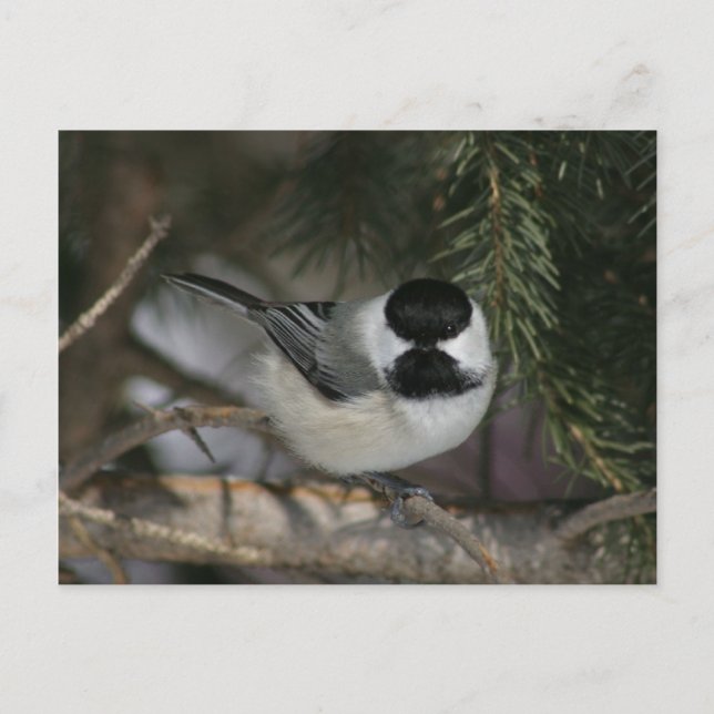 Black Caps Chickadee Wildlife Series #3-vykort Vykort (Framsida)