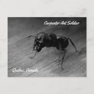 Black Carpenter Ant Soldier Aggressive Posture Vykort