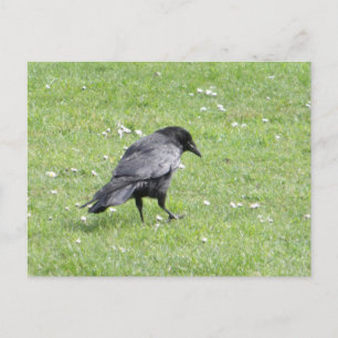 Black Carrion Kråka Vykort