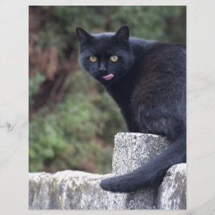 Black Cat