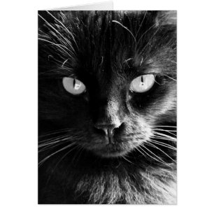 Black Cat Ansikte, Ögon, Nose, Whiskers blank note OBS Kort
