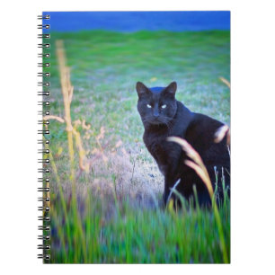 Black Cat Anteckningsbok Med Spiral