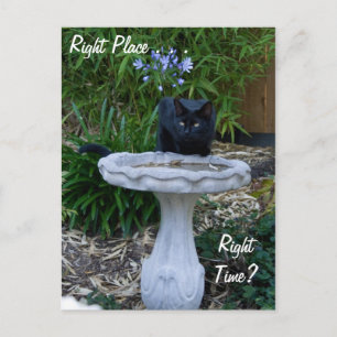 Black Cat Birdbavyvykort Vykort