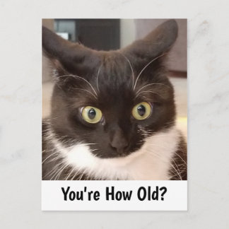 Black Cat Birthday Vykort