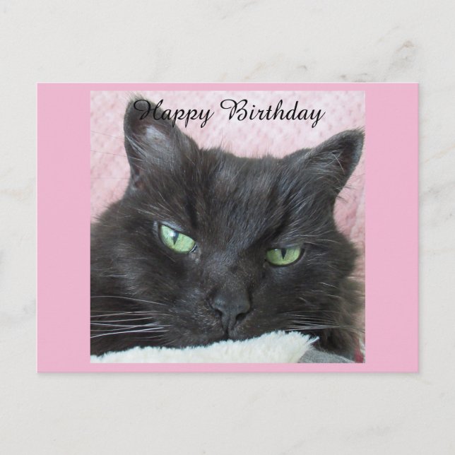 Black Cat Birthday-vykort Vykort (Framsida)