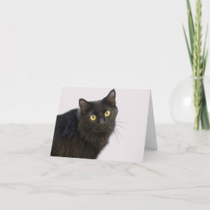 Black Cat Blank Card by Focus for a Cause Kort