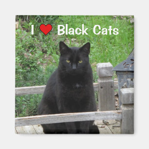 Black Cat Bridge I Kärlek Svarta katter Magnet