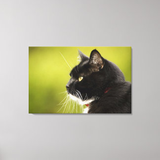 Black Cat Canvastryck