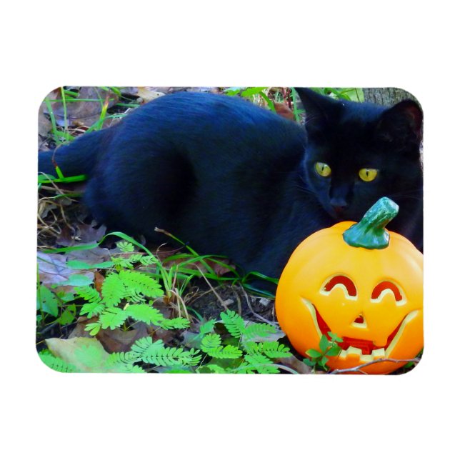 Black Cat Fall Photo Magnet (Horisontell)