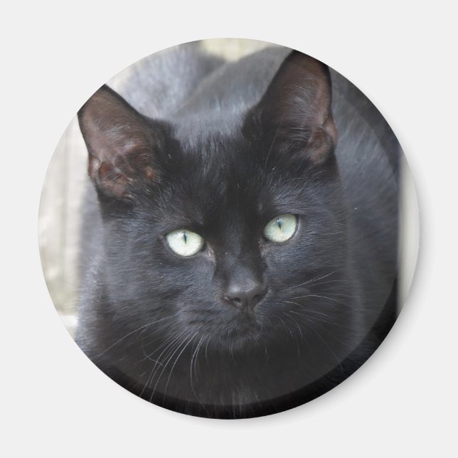 Black Cat Familiar Magnet (Framsidan)