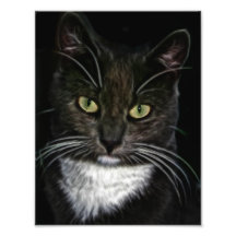 Black Cat