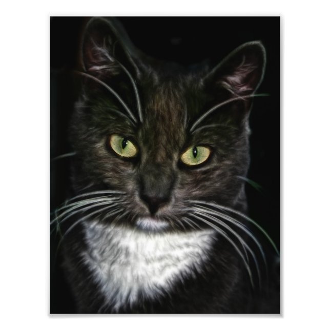 Black Cat Fototryck (Framsidan)