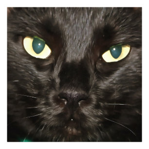 Black Cat Gorgous Artistic Pet Porträtt Fototryck