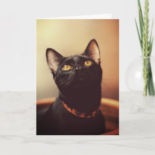 Black Cat Halloween Kort