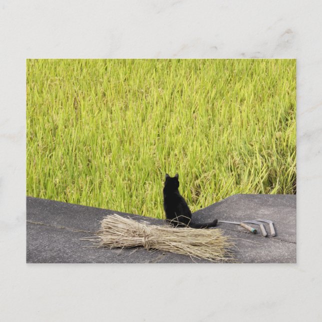 Black Cat i Ris Paddy Vykort (Framsida)