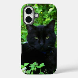Black Cat iPhone/iPad-fall