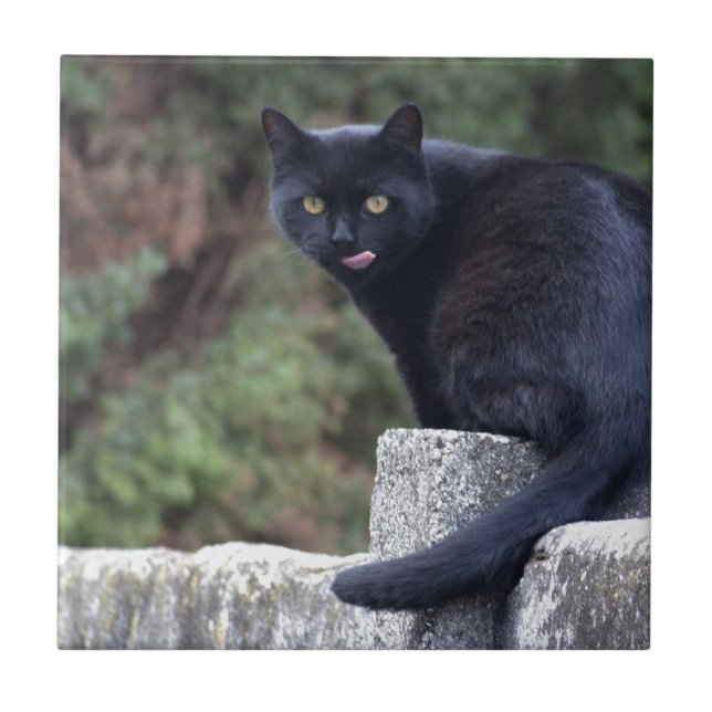 Black Cat Kakelplatta (Framsidan)