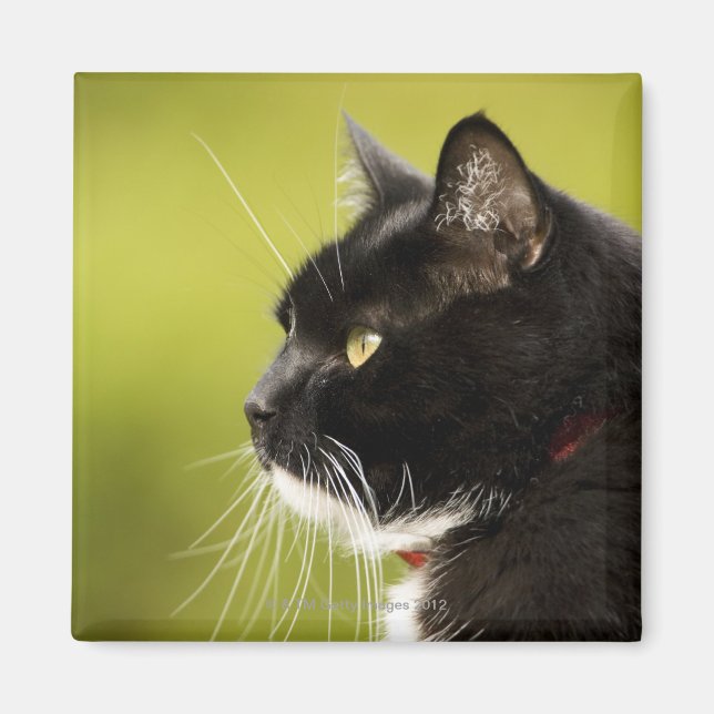 Black Cat Magnet (Framsidan)